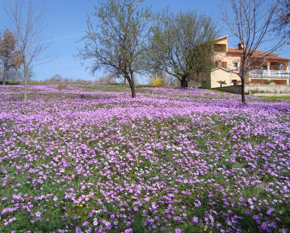 Apartments Alice Green Oasis - Poreč Zimmer foto